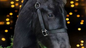 Лучшие Императорские лошади с фермы в Калининграде 🐎