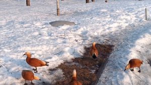 КРАСНЫЕ УТКИ ОГАРИ В МОСКВЕ...