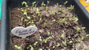 Первый опыт - посеяла петунию. Астра - молодец! #цветы #рассада