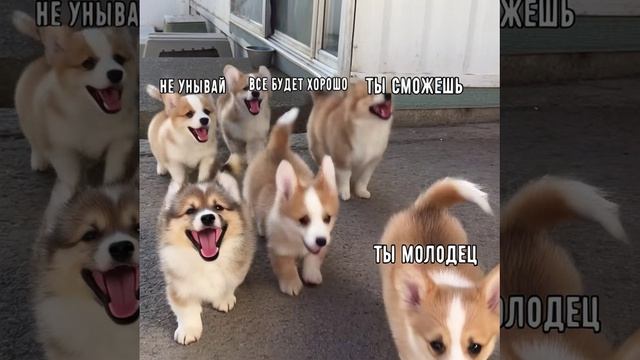 Милахи задают тон настроению 
Верь в себя и никогда не сдавайся
Отличного☀️
#созданоии
#мотивация