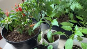 Жительница Мамадыша Любовь Сальникова около десяти лет занимается выращиванием овощей.