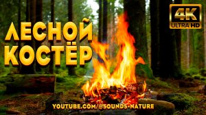 4K 📺 Лесной Костер 🔥 Успокаивающие Звуки Настоящей Природы Для Отдыха И Медитации 🌲
