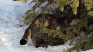 Дневник лесного кота Барсика "Весна не ждет!" - 17.03.2026