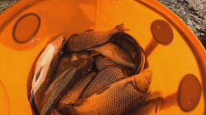 РЫБАЛКА САЗАН КАМЕНЬ НА ОБИ Алтайский край