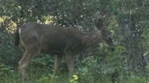 San Rafael, California Сан Рафаэль Калифорния 2026 март