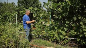При ТАКОЙ ОБРЕЗКЕ винограда вы ВСЕГДА будете с УРОЖАЕМ! Летняя обрезка винограда от А до Я
