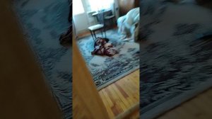 наконец-то можем попасть за кулиса я влюбил любым способом 511.1 в закулисье