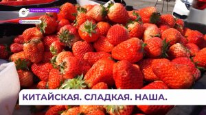 Сезон свежей клубники из Китая в Приморье в самом разгаре