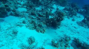 Красное море • Кораллы • Мурена • Подводный мир • Дайвинг • Египет • Хургада