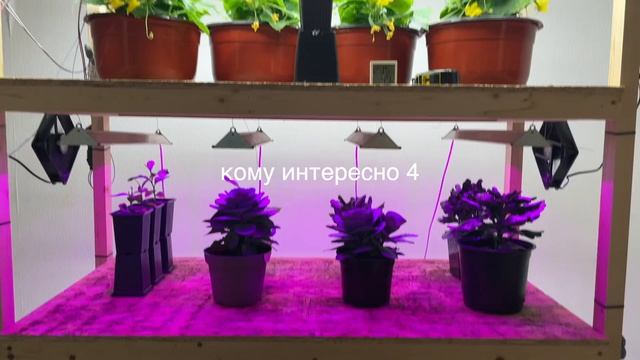 26 января Урожай КЛУБНИКИ Дома 54 дня [7 часть]