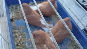 22.02.25 ч2. Ярмарка Тольятти , Олег Костяков.