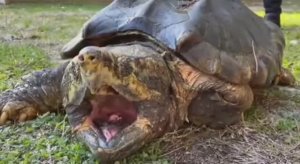 ... Грифовая черепаха - Что мы знаем о ней....