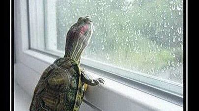 Рождённый ползать