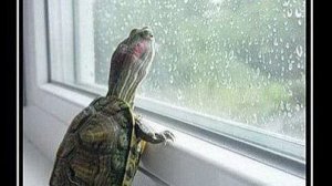 Рождённый ползать