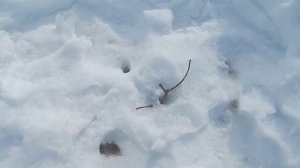 Вот такая весна у нас