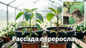 ПЕРЕРОСЛА рассада БАКЛАЖАНОВ и ПЕРЦЕВ! ЧТО делать, если НА УЛИЦЕ ещё ХОЛОДНО?