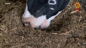 Андрей Макушев: ситуация с пастереллезом — под контролем