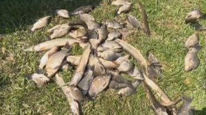 РЫБАЛКА 9 МАЯ КИПРИНО Алтайский край.