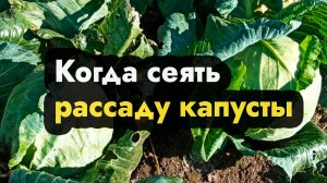 Когда сеять капусту на рассаду - как и когда сеять сорта рассаду капусты