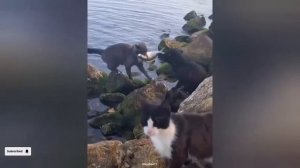 Смешные видео