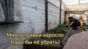 травку курам)