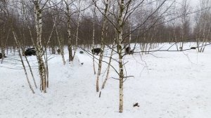 Охота на Кабана