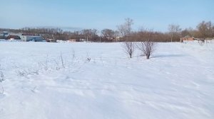 Кто отнимает коров в Сибири Ченнелинг