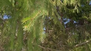 Баринова Аврора РМЭ 7 лет