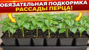 Обязательная подкормка рассады перца!