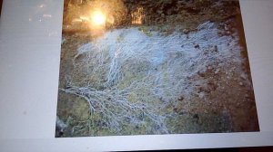 топ 4  самых больших растений