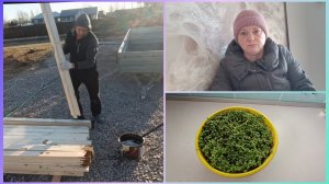 Утро в деревне.Ампельный томат