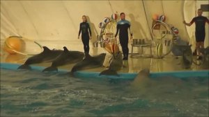 г. АНАПА, 2014г.  " ДЕЛЬФИНАРИЙ "