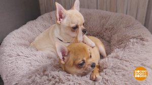 Покупаете щенка? Проверьте заводчика! Доброе утро. Фрагмент выпуска от 17.03.2026