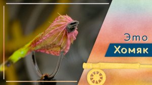 Безумный Хомяк - небольшой зонкер незацепляйка