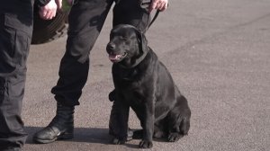 «Очень хороший мальчик»: Лабрадор-спасатель из Беларуси номинирован на «Лохматый Оскар»