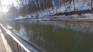 Оставшиеся в Воронеже утки благополучно пережили зиму