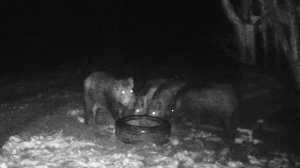 Старые знакомые нагрянули! Пришли, увидели, съели: Культурный делёж