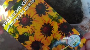 Посев рудбекии хорда ГЛОРИОЗА ДЕЙЗИ на рассаду. Уход за белой петунией