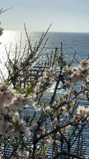 Крым и его цветение миндаля на фоне Черного моря. Крым весна #крым #веснавкрыму #миндаль
