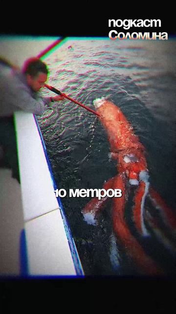 КРАКЕН СУЩЕСТВУЕТ? Александр Осадчиев | Полный выпуск на канале "Глеб Соломин" #наука