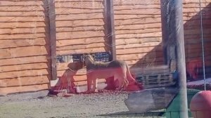 170326г ШЕРхан и Киаральвиное оживление ШЕРхан нарезаеткруги под окошками у Киарочки [get.gt]