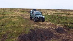 к королевским пингвинам