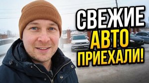 Только приехали! Mercedes Benz | VW | Mazda | Volvo и Honda — свежее поступление!