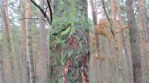 Музыка Севера