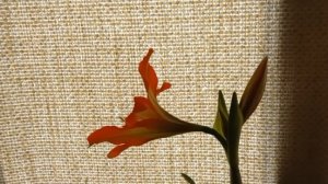 жизнь в деревне