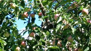 Сад 2025🍎🍇🍒.После майских метелей и июньских морозов ❄️!