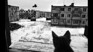 saiqo prod - симптомы / андер бит