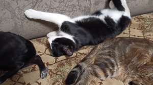 Уморились и спят