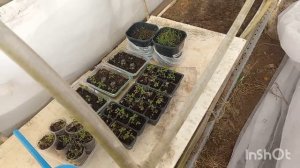 16 марта 2026 года. Весна полностью захватила свои права)))))) Рассада загорает😊😊😊😊