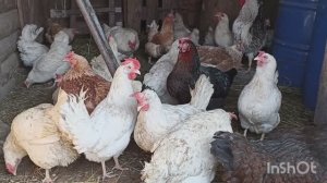 Болталочка по понедельникам.( вторник.)